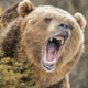 Grizzpaname